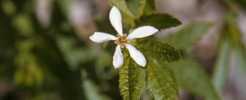 Photo of Indian physic plant showing flower and leaves.