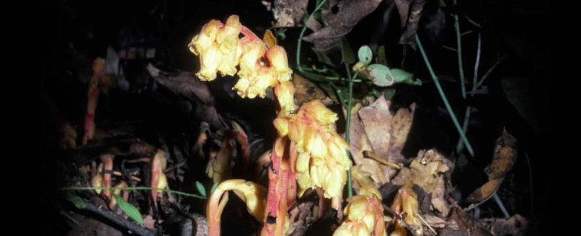 Photo of several pinesap plants showing multiple flowers per stalk.