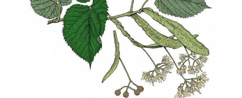Illustration of American basswood leaves, flowers, fruits.