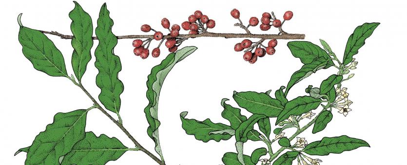 Illustration of autumn olive leaves, flowers, fruit.