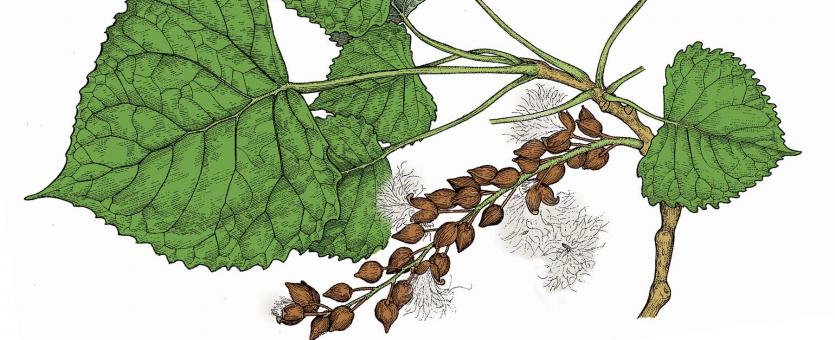 Illustration of cottonwood leaves and fruits.