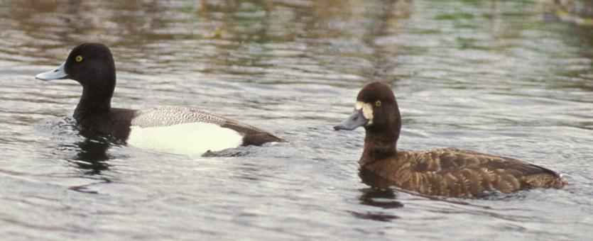 Photo of a lesser scaup pair floating on water.