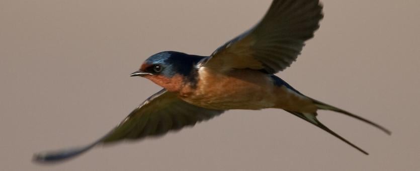 Photo of a barn swallow in flight.