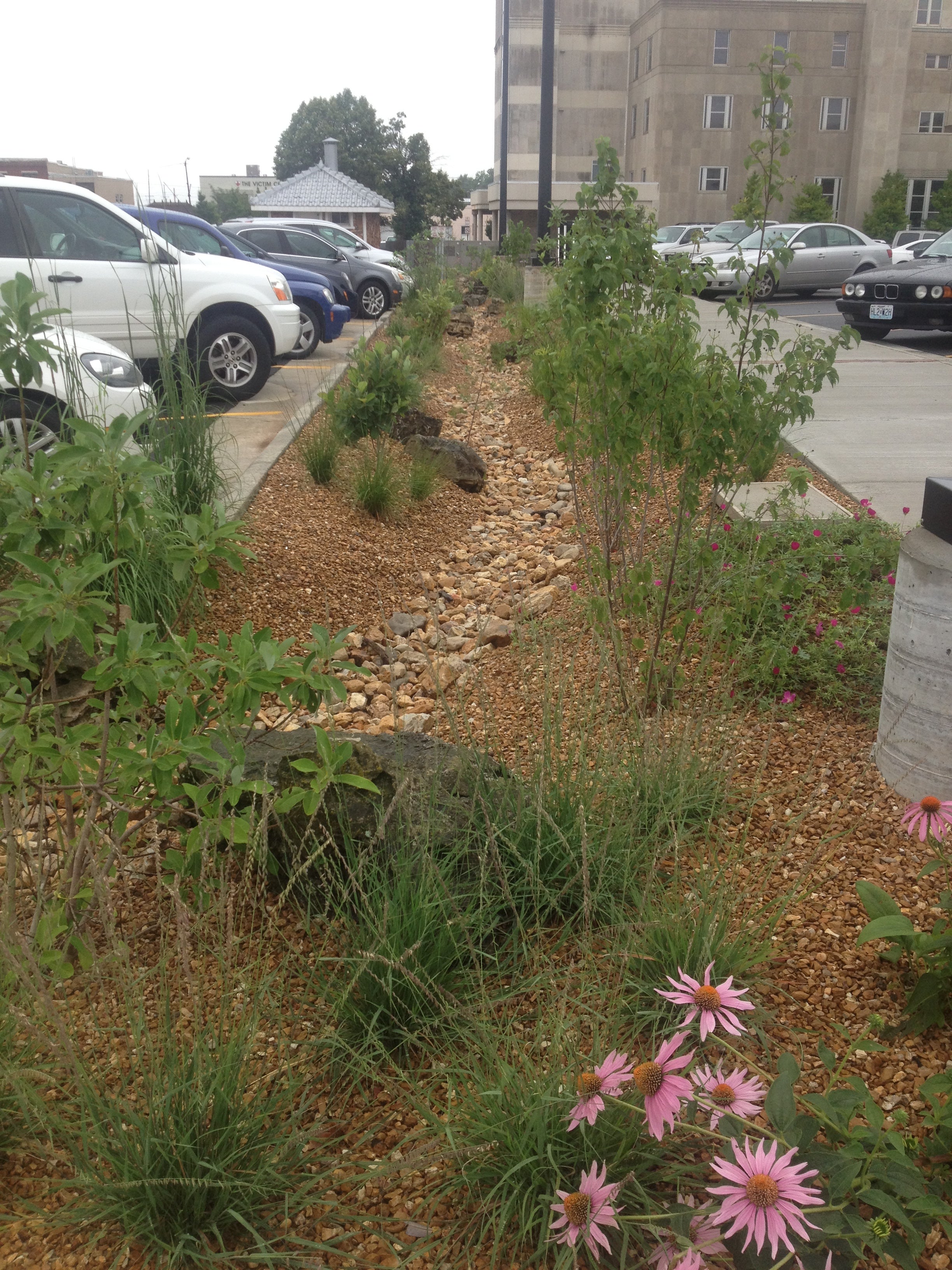 Native plants and rocks in dry streambed between sidewalk and parking lot. 