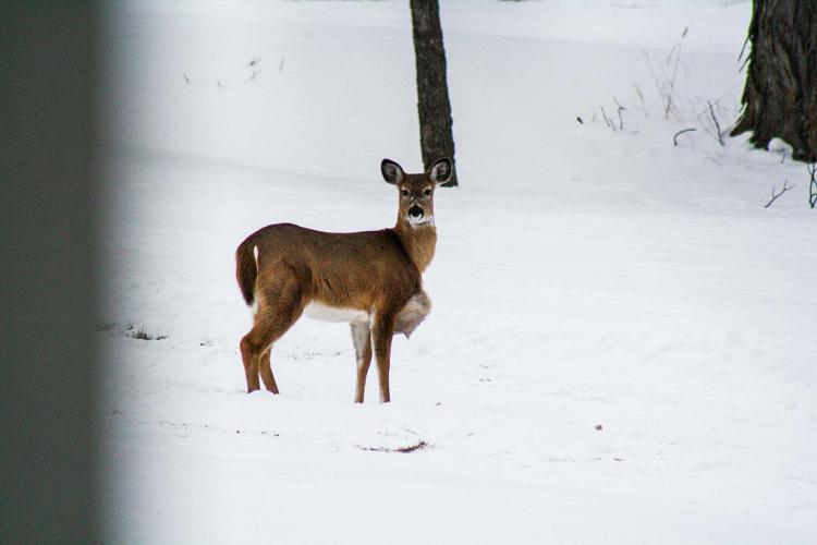 Deer with Seroma in the snow