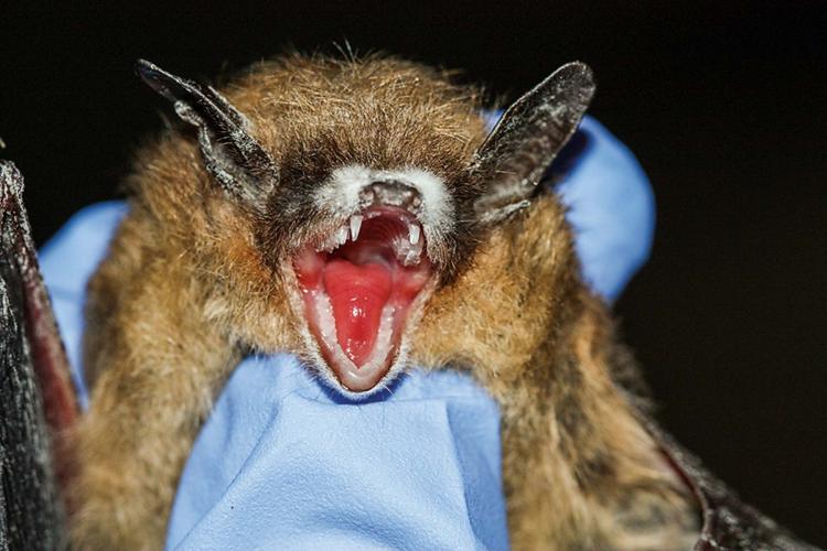 Closeup of bat with White-Nose Syndrome