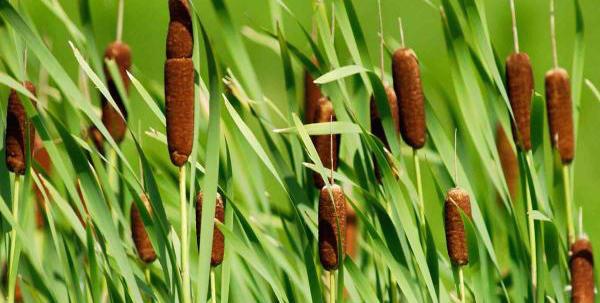 Stand of many cattail plants 