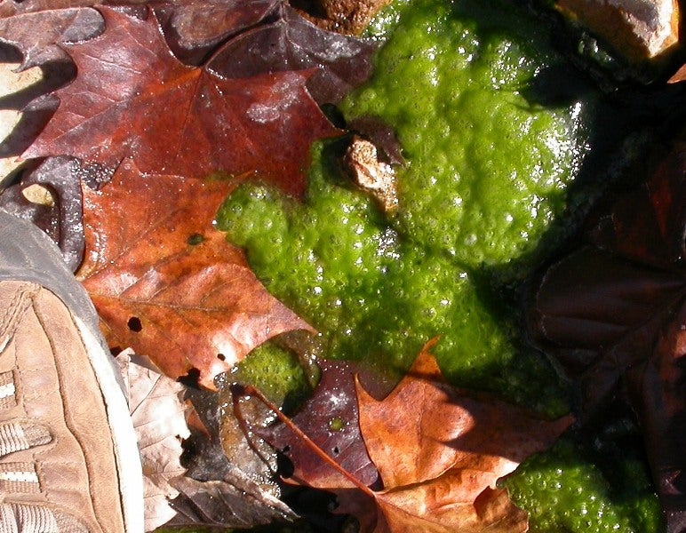 Green algae and dead leaves on the ground