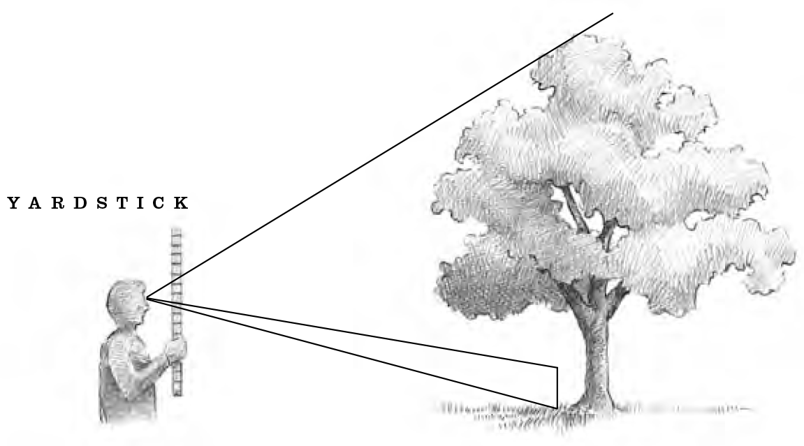Diagram showing how to measure the height of a tree using a marker and yardstick.