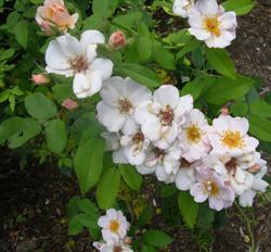Multiflora rose plant with numerous white flowers