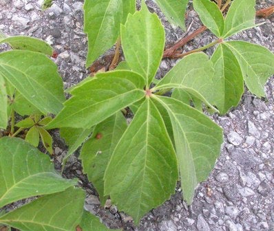 Virginia creeper leaves