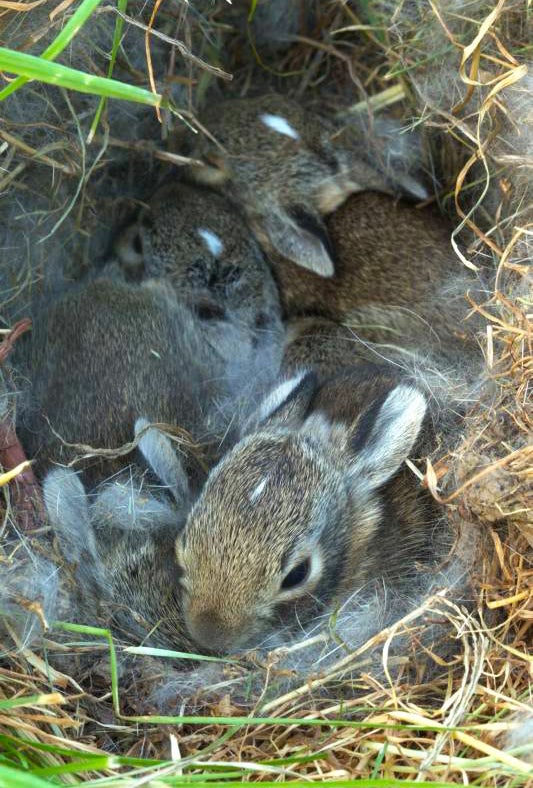 Multiple baby rabbits curl up in a nest