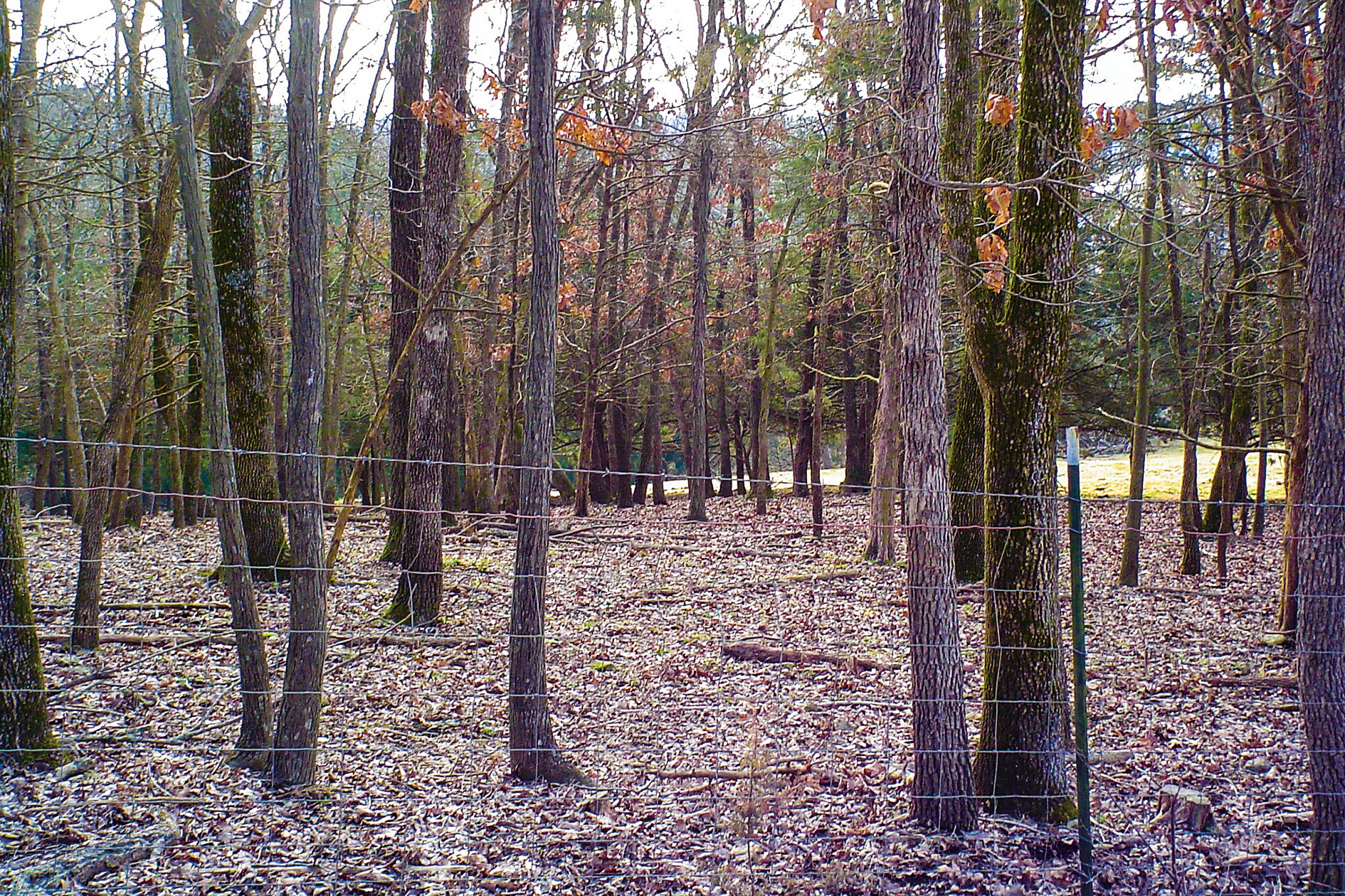 Wooded area with no understory vegetation between trees