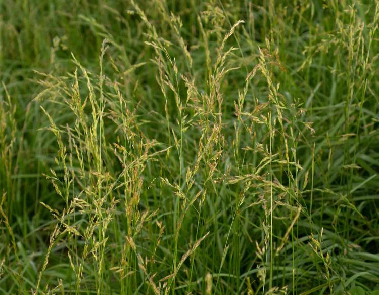 Tall fescue plants, showing seed heads