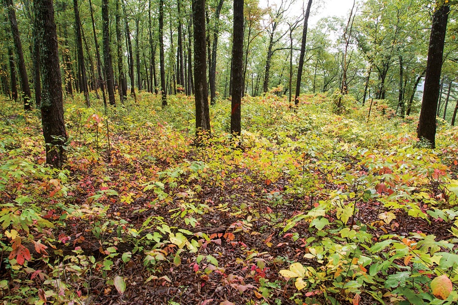 Wooded area with healthy understory growth between trees 