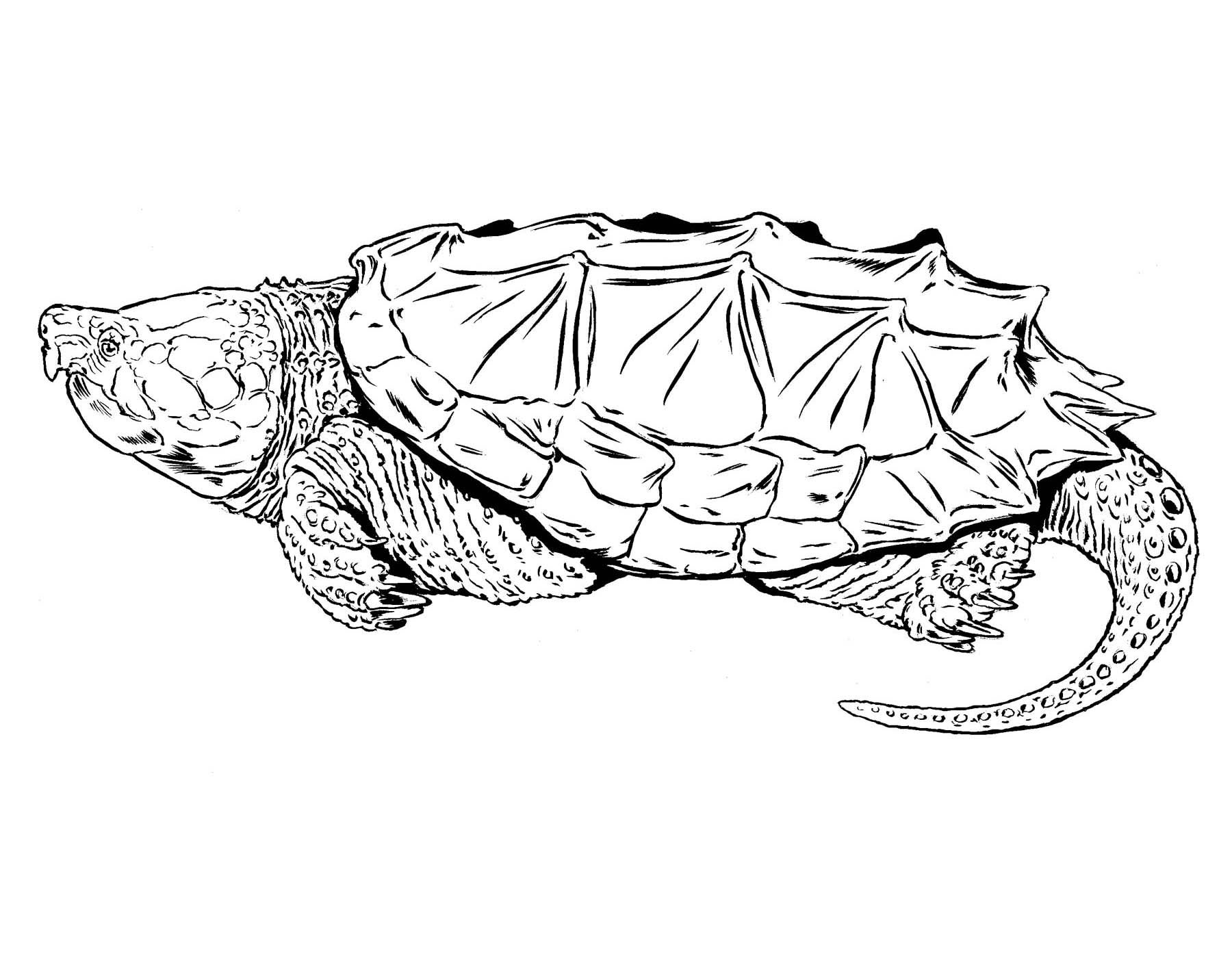 Illustration of alligator snapping turtle