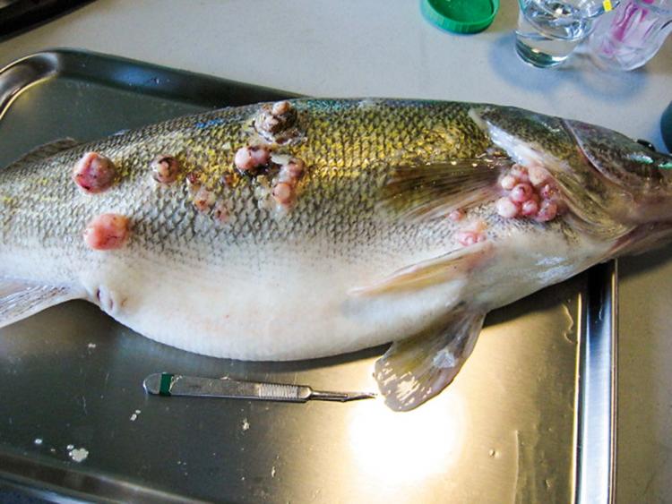 Numerous warts on the skin of a fish