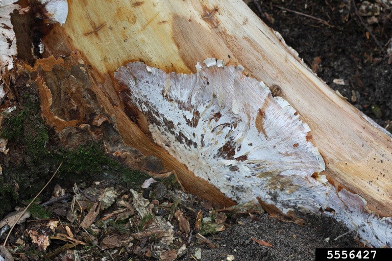 White fungus growing under the bark of a dead American elm.