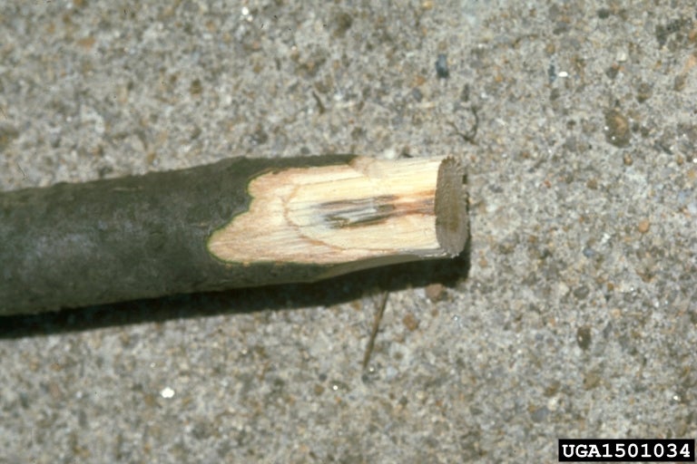 Cut branch showing streaking from oak wilt under the bark