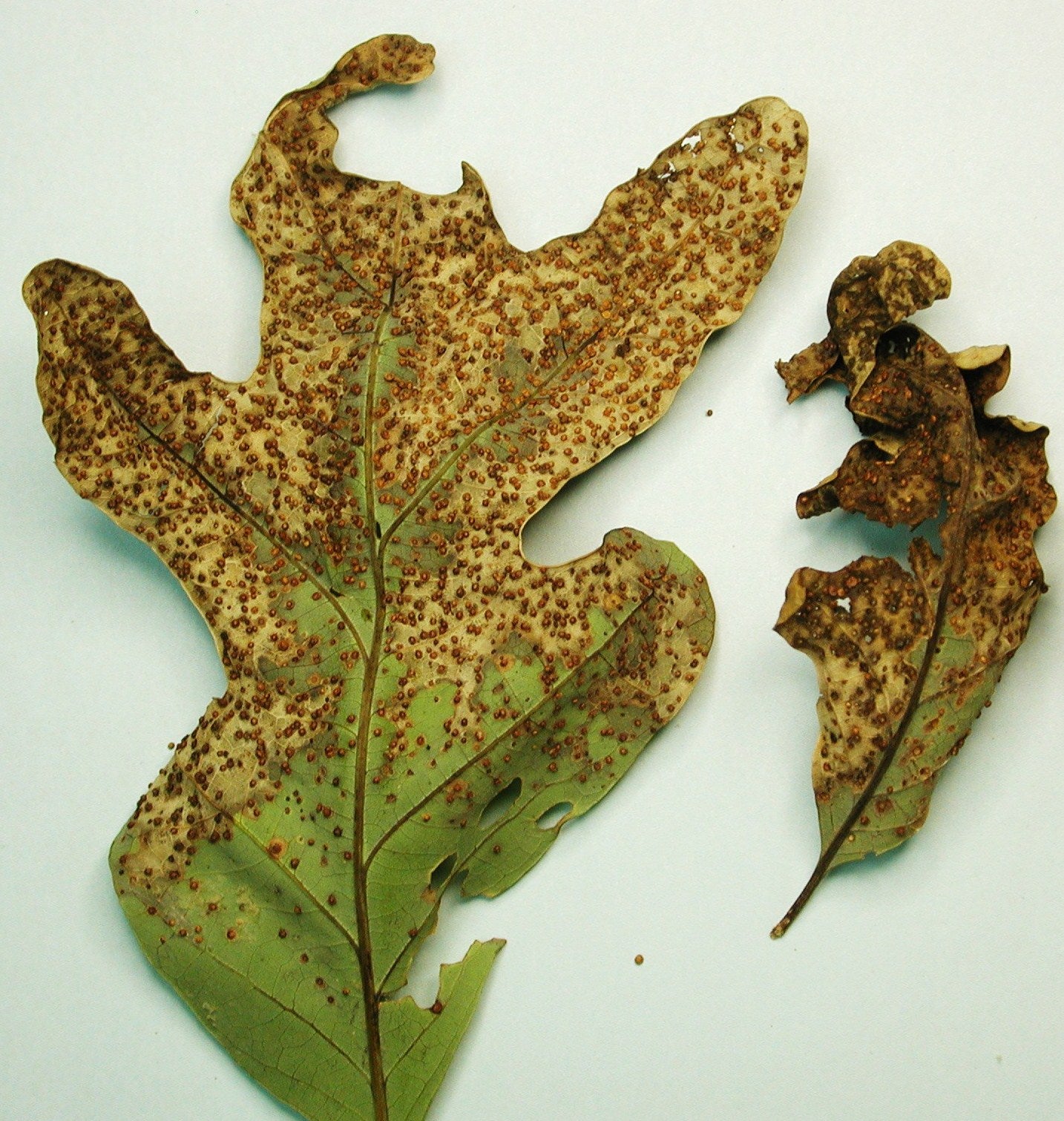 Two oak oak leaves with small brown growths dotted over most of them