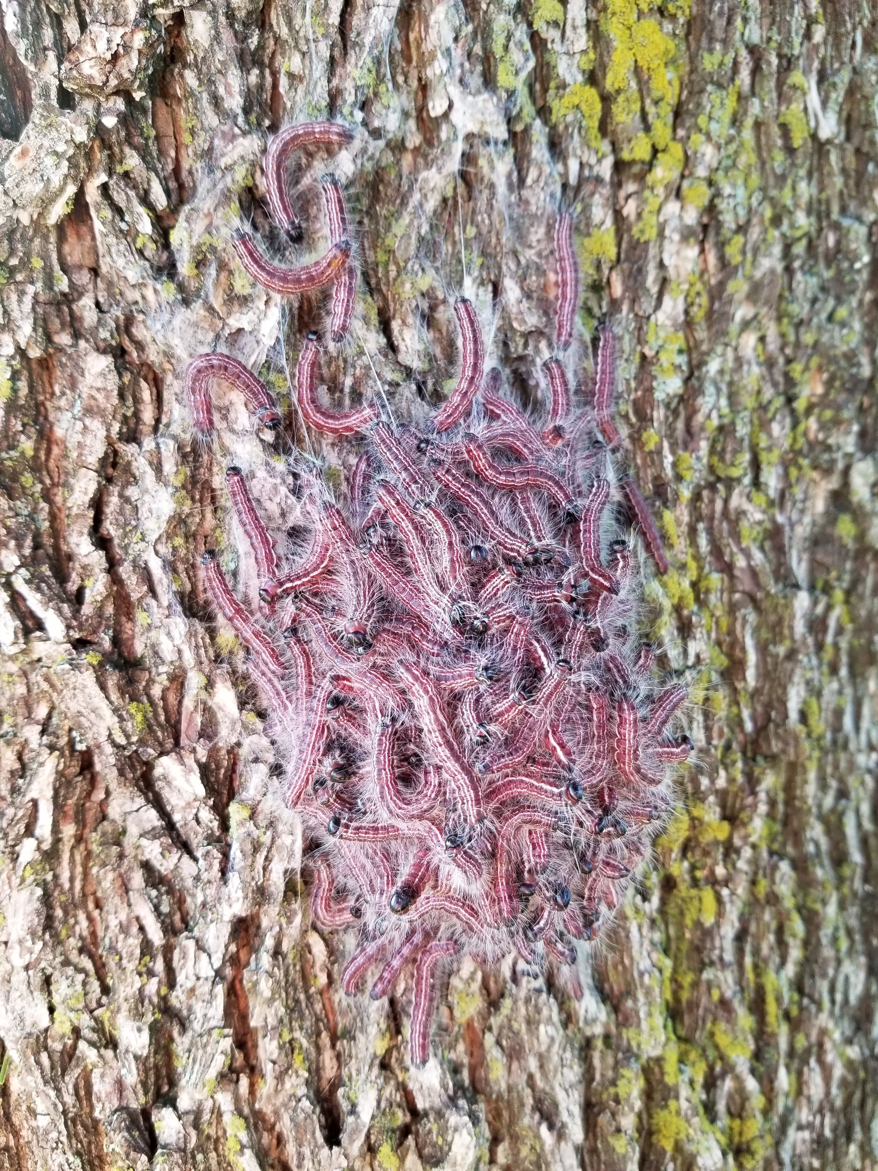 Dozens of walnut caterpillars on the bark of a tree. 