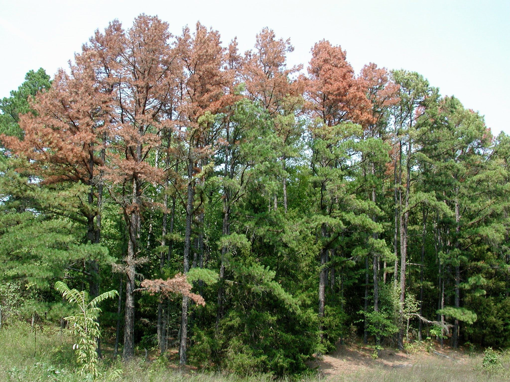 Stand of shortleaf pines where tops of some trees have turned orange-brown