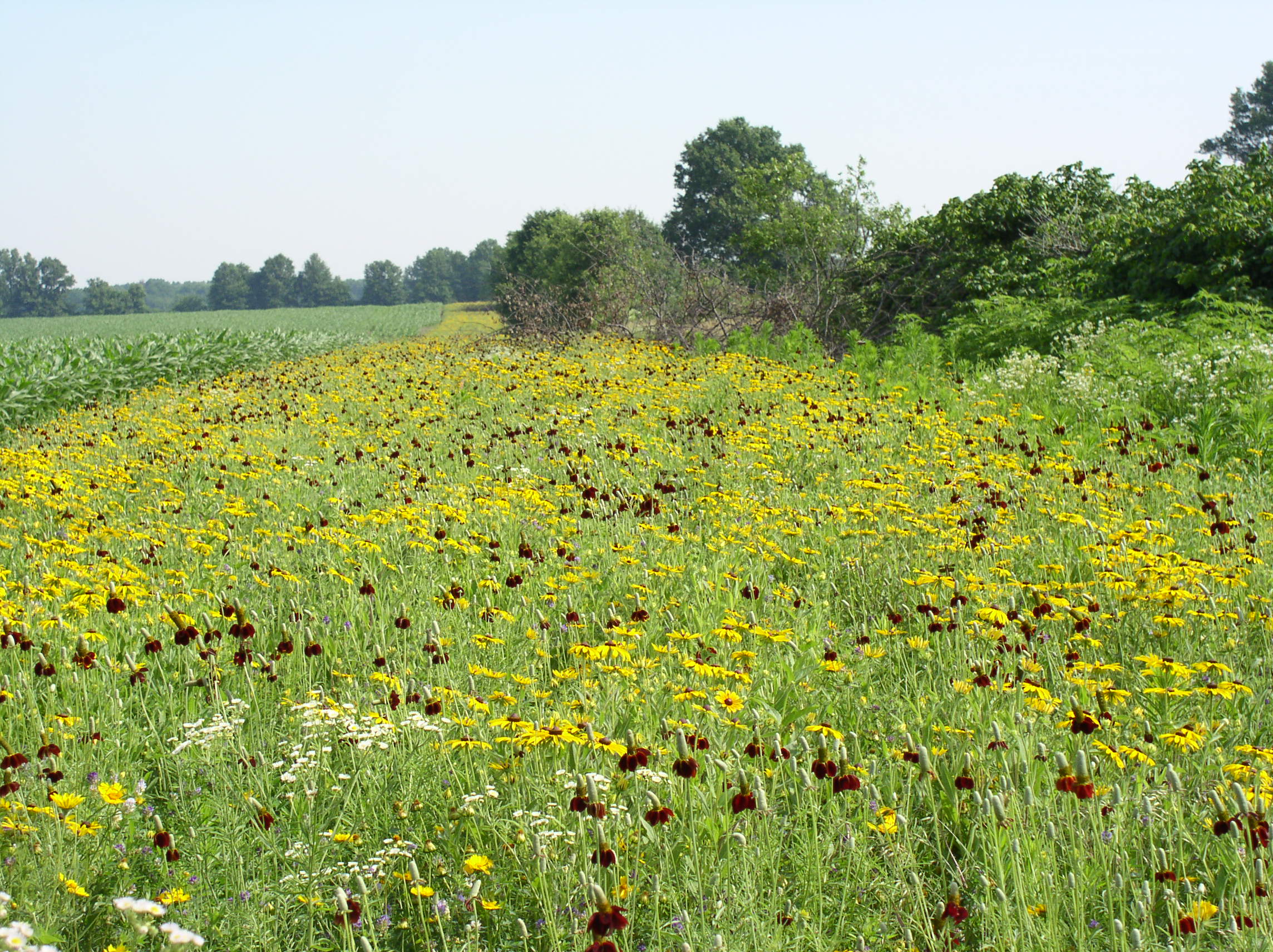 Field border planted on low-yield cropland acres in Audrain County