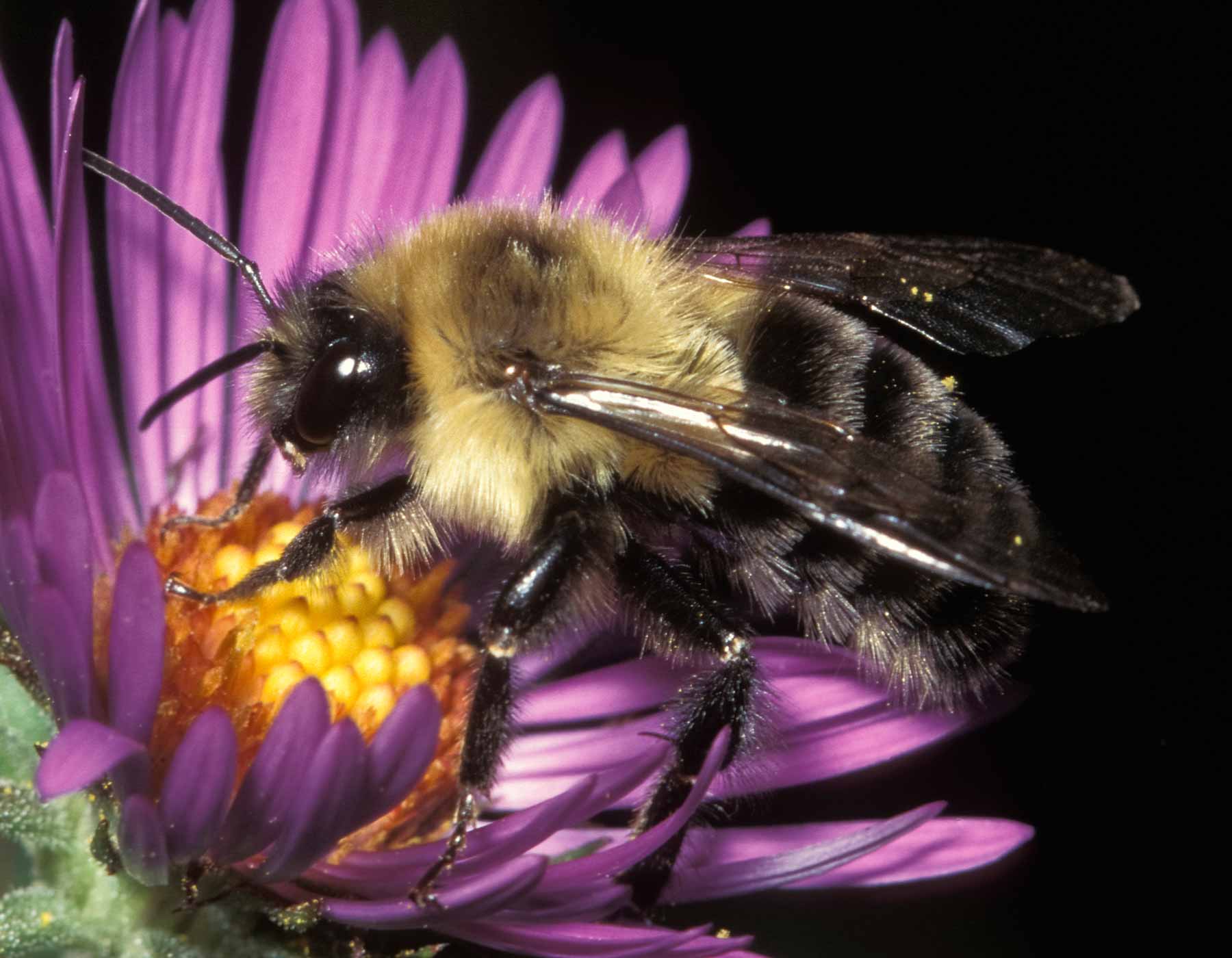 Common eastern bumble bee on flower