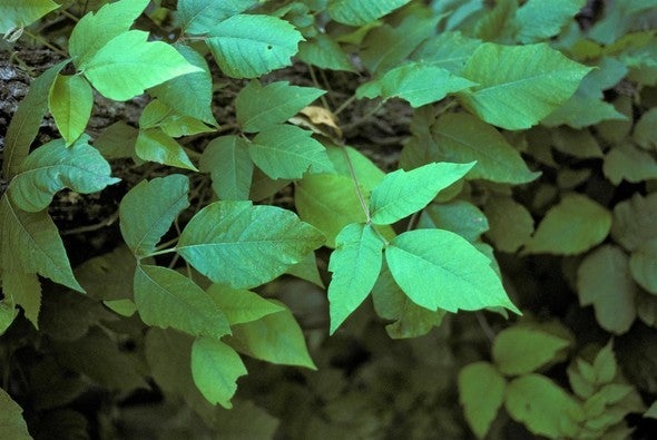 Poison ivy