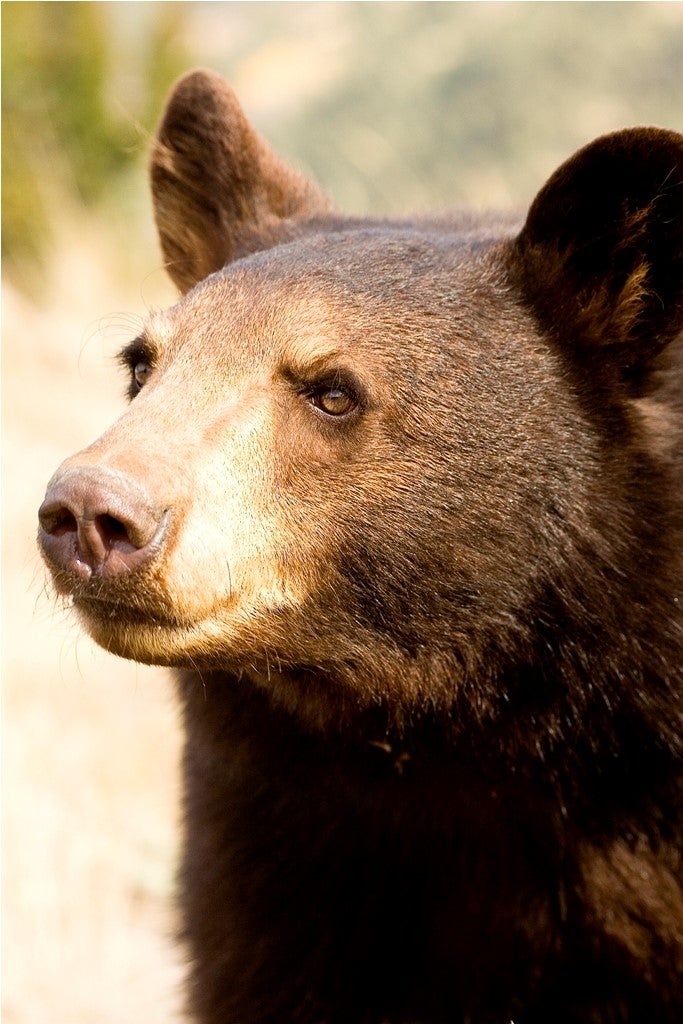 Black bear close up