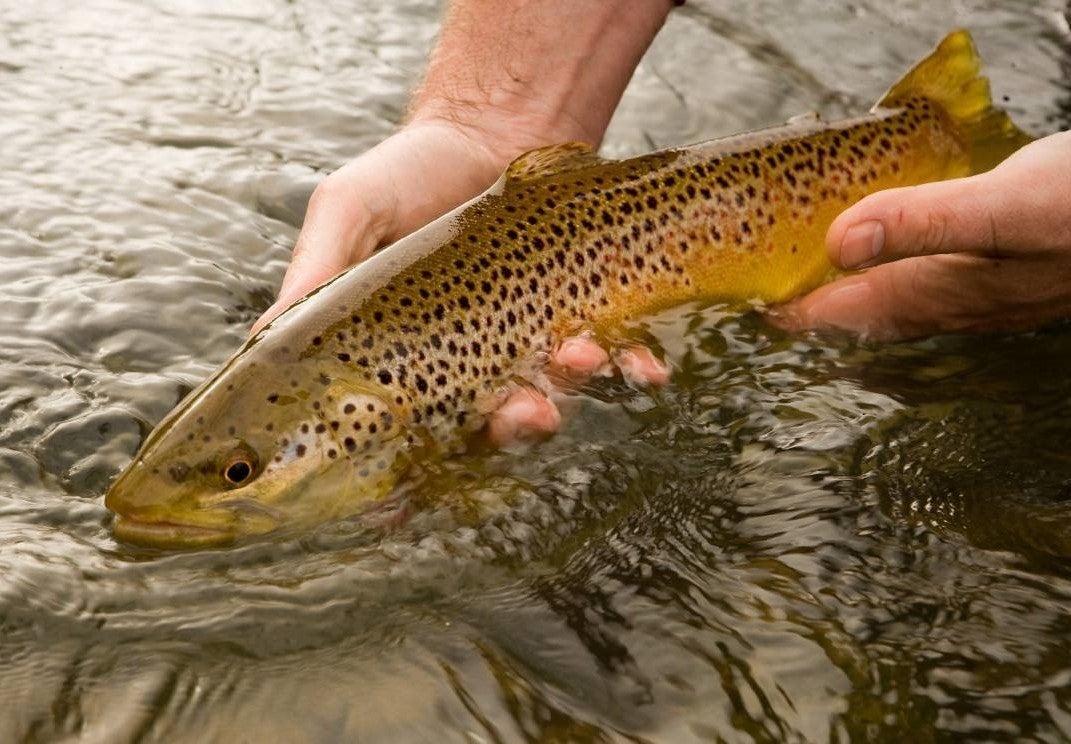brown trout
