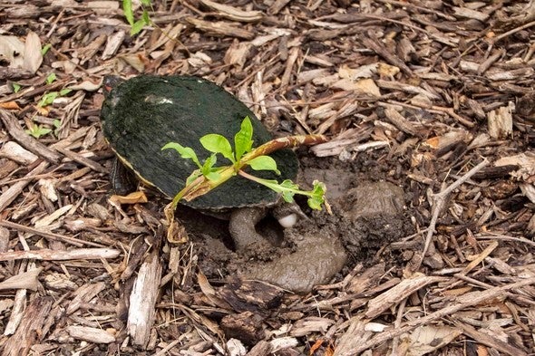 Red eared slider laying eggs into hole