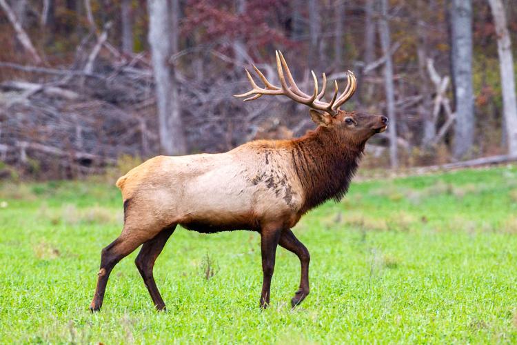 bull elk at Peck Ranch