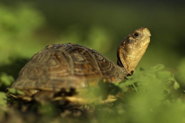 Box turtle