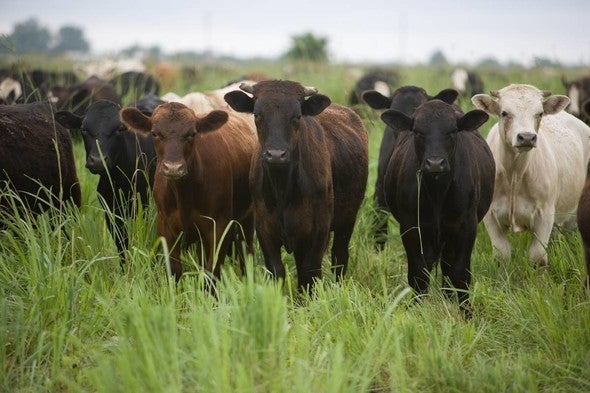 Cows in native grass pasture