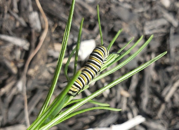monarch butterfly caterpillar