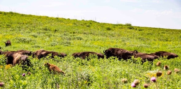 Bison at Dunn Ranch Prairie