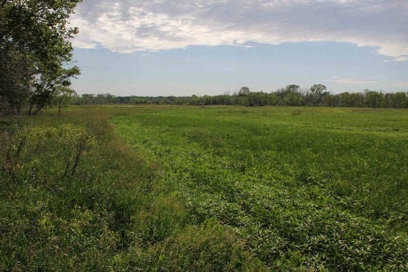 Little Bean Marsh