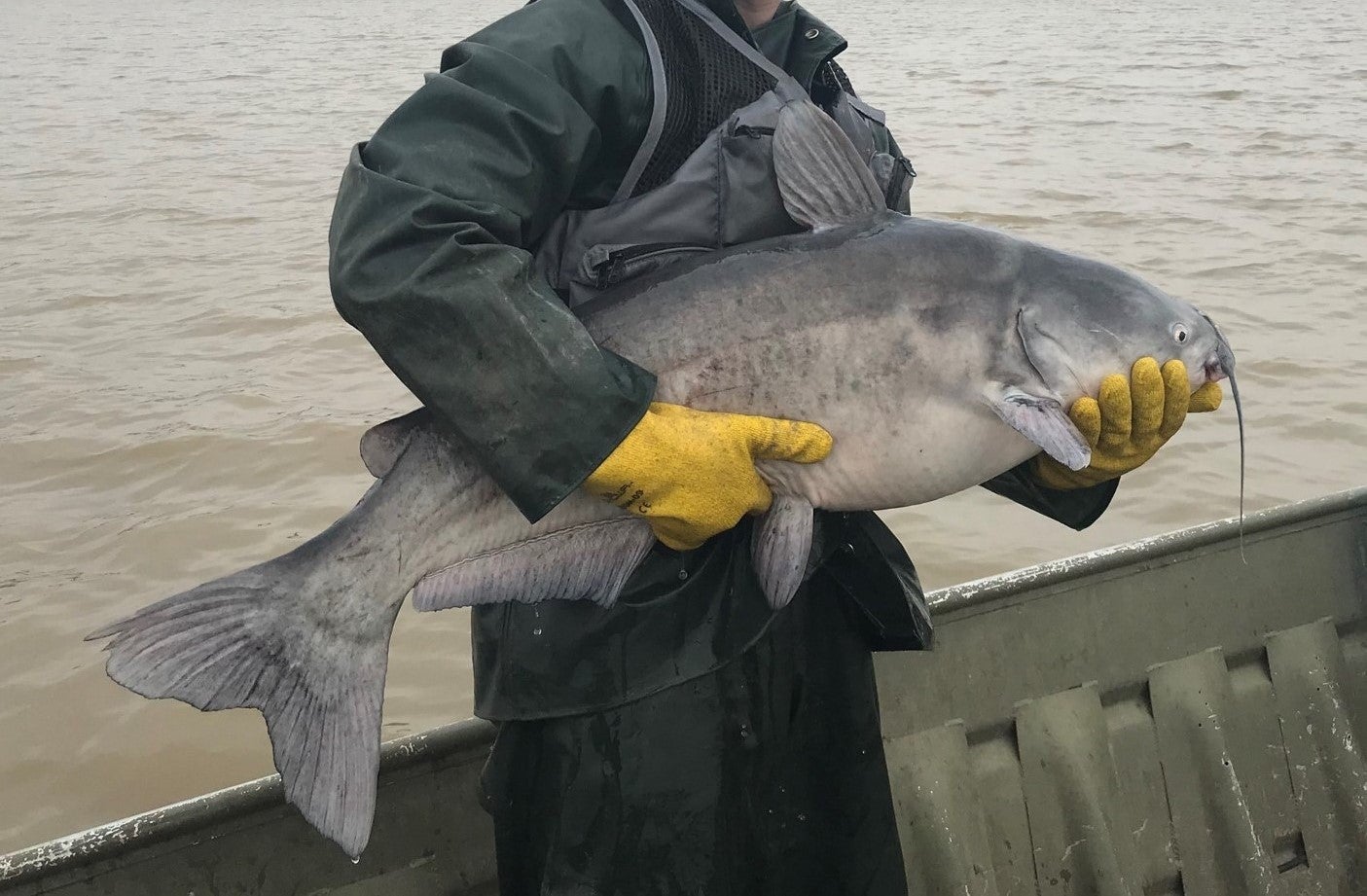 staff holding blue catfish