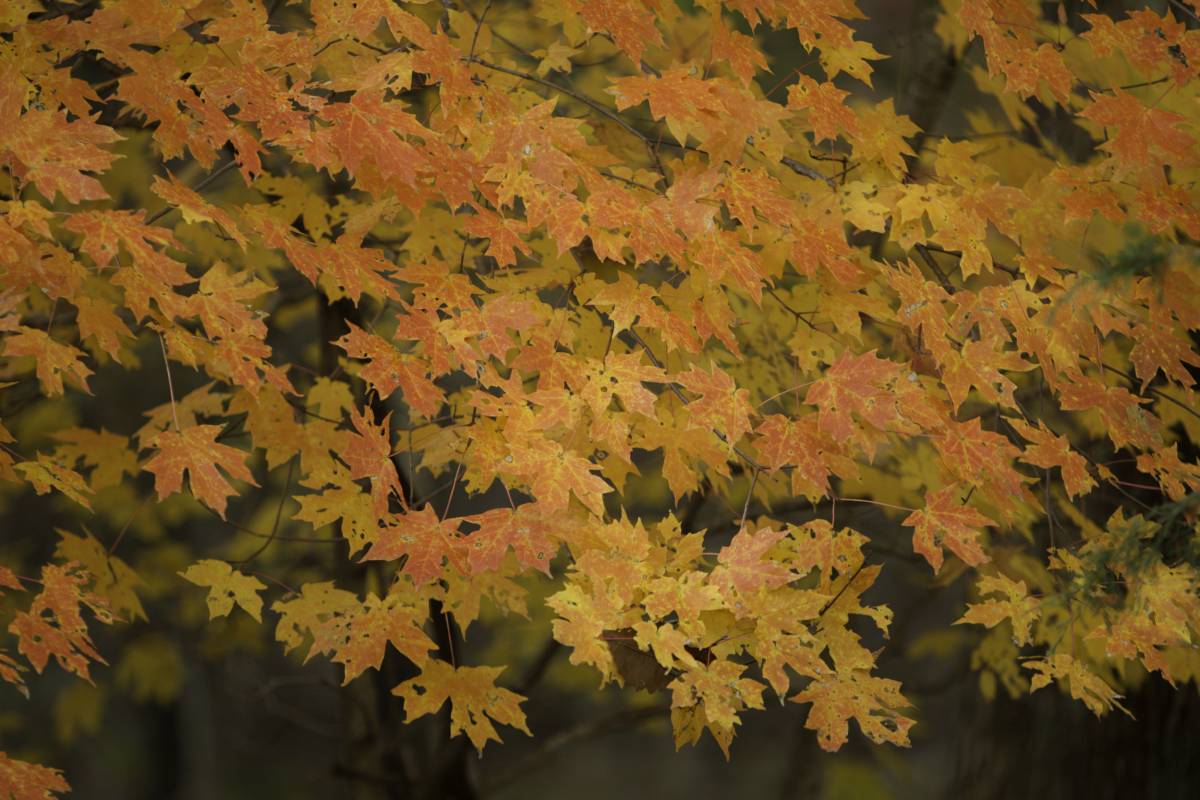 Orange leaves of sugar maple tree