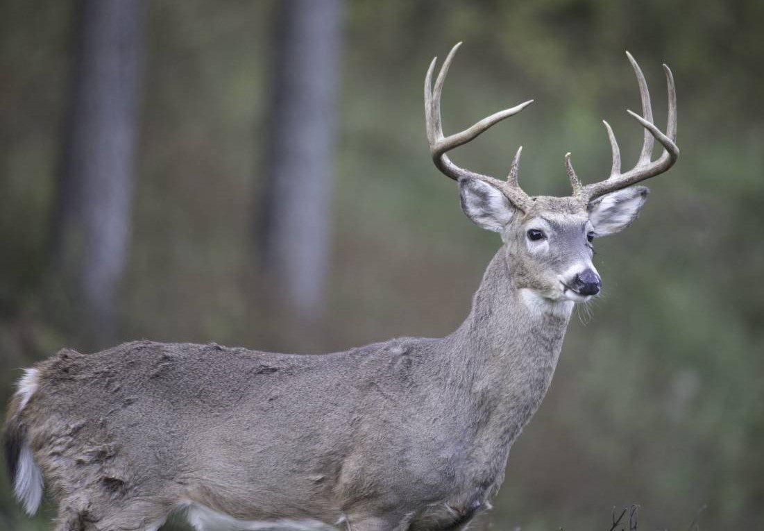 White tailed deer