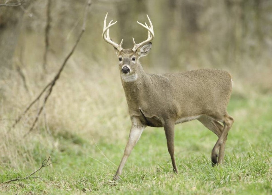 buck in field