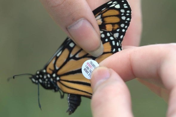 Monarch butterfly tagging