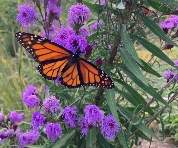 Monarch visits eastern blazing star