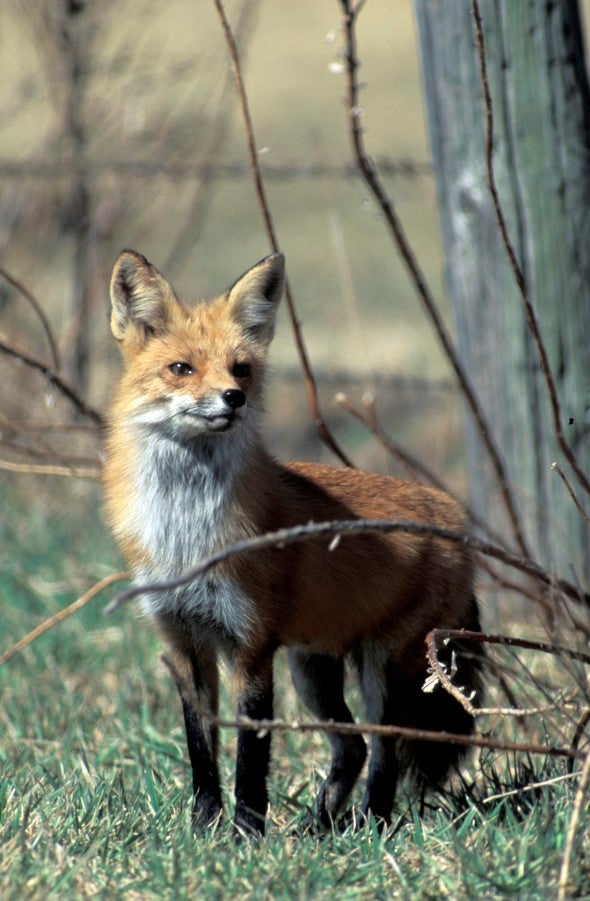 Red fox in park