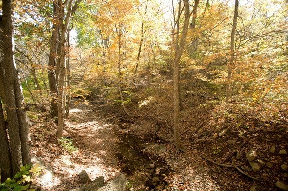 Fall color at Maple Woods Natural Area