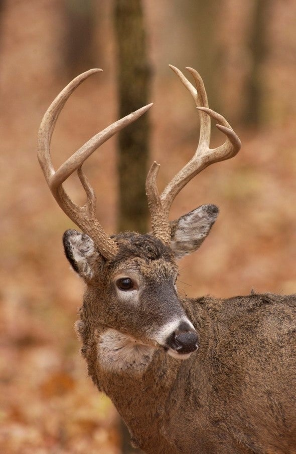 Buck at Powder Valley Nature Center
