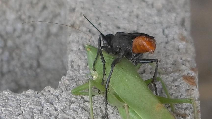 Prionyx wasp hunting grasshopper
