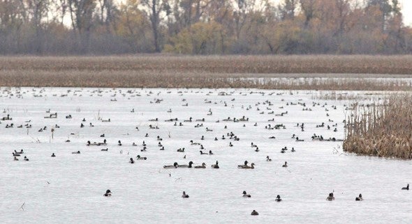 wetland pools at the Bob Brown Conservation Area