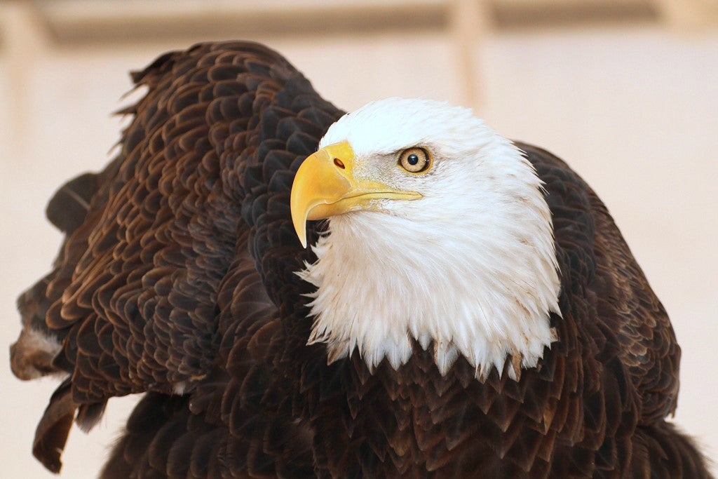Bald eagle